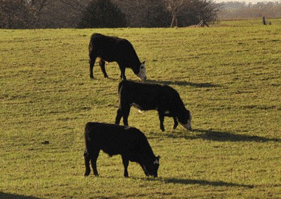 A group of cows grazing in a fieldDescription automatically generated