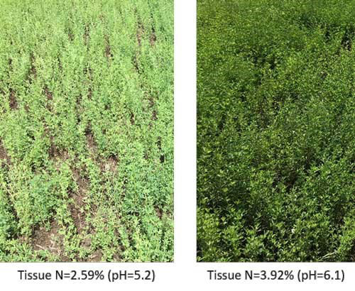 A comparison of plants with different levels of ph and tissueDescription automatically generated with medium confidence