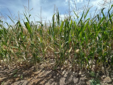 A field of corn growingDescription automatically generated