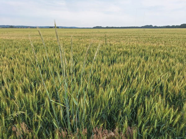 A field of wheat with a blue skyDescription automatically generated