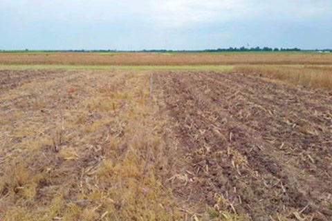 A field with a few rows of grassAI-generated content may be incorrect.
