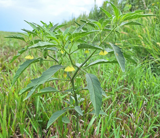 A plant with yellow flowersAI-generated content may be incorrect.
