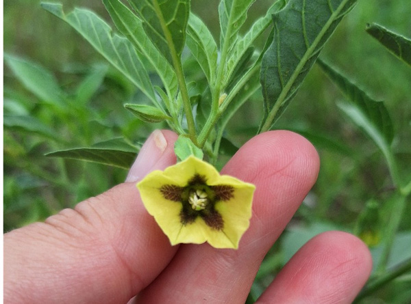 A person holding a flowerAI-generated content may be incorrect.