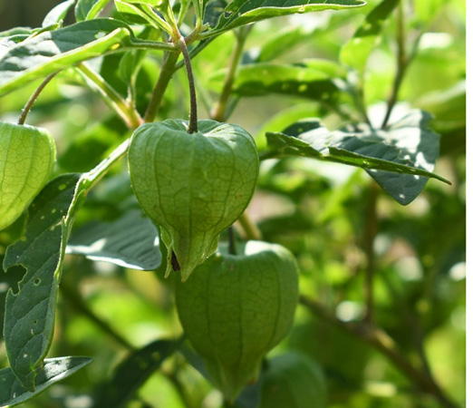 A green plant with leavesAI-generated content may be incorrect.