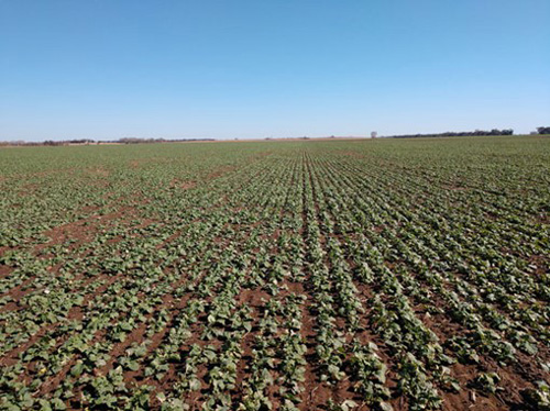 A field of green plantsDescription automatically generated