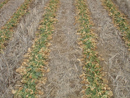 Rows of plants growing in a fieldDescription automatically generated