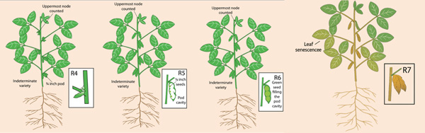 A diagram of a plant with green leavesAI-generated content may be incorrect.