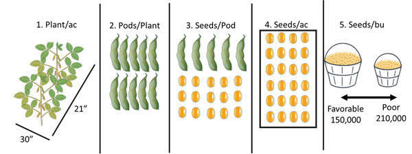 A diagram of peas and seedsAI-generated content may be incorrect.