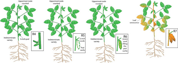 Agronomy eUpdate August 25th, 2022 : Issue 921