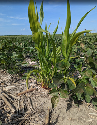 A green plant growing in a fieldAI-generated content may be incorrect.