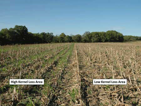 A field of corn with low kernel loss areaAI-generated content may be incorrect.