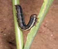 A caterpillar on a plantAI-generated content may be incorrect.