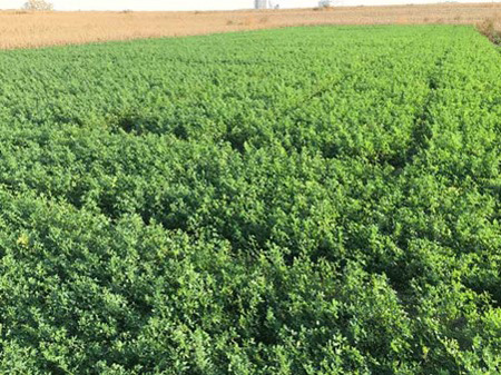 A field of green plantsAI-generated content may be incorrect.