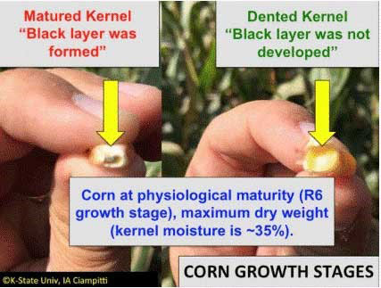 When to Harvest Corn Based on Grain Moisture