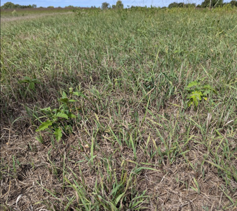 A field of grass and treesAI-generated content may be incorrect.