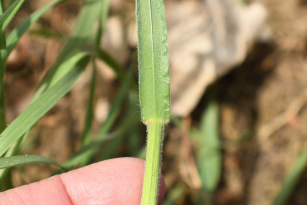 A close-up of a finger touching a blade of grassAI-generated content may be incorrect.