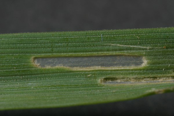 A close-up of a leaf with a spot on itDescription automatically generated