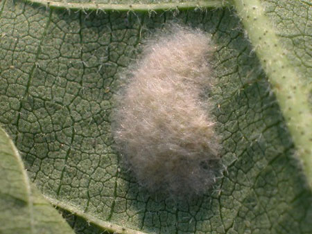 A white puffy egg on a green leafDescription automatically generated