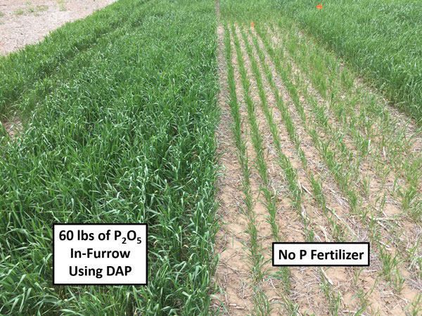 A comparison of a wheat cropDescription automatically generated with medium confidence