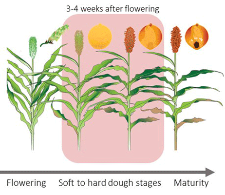 A diagram of a plant growing from seedAI-generated content may be incorrect.