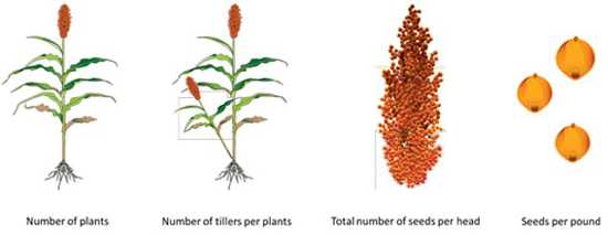 A plant with red flowers and a plant with brown leavesAI-generated content may be incorrect.