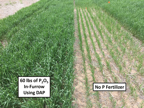 A comparison of a wheat fieldAI-generated content may be incorrect.