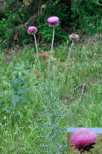 A close-up of a plantAI-generated content may be incorrect.