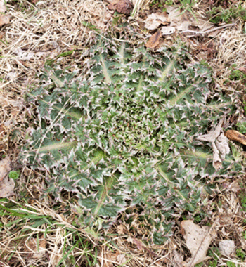 A plant in the grassAI-generated content may be incorrect.