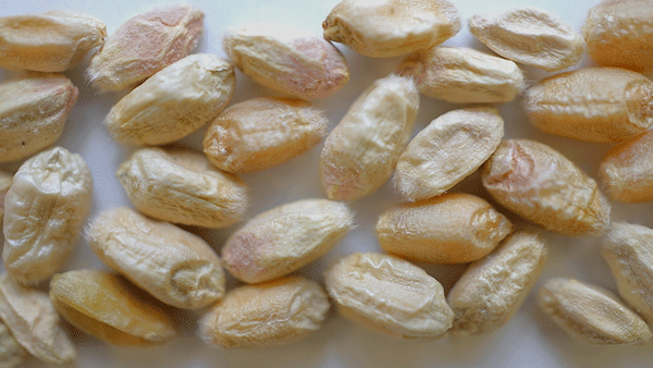 A group of peanuts on a white surfaceAI-generated content may be incorrect.