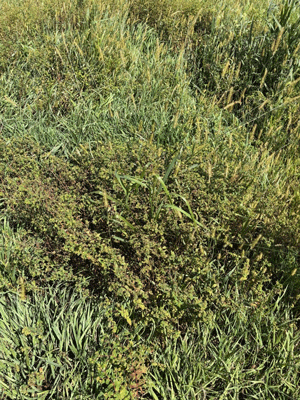 A close up of grassAI-generated content may be incorrect.