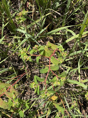 A close up of a plantAI-generated content may be incorrect.