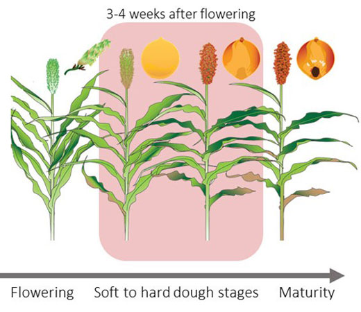 A diagram of a plant growing from seedDescription automatically generated