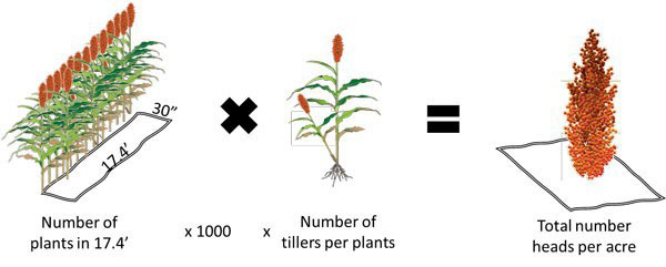 A diagram of a plant with a number of tillersDescription automatically generated