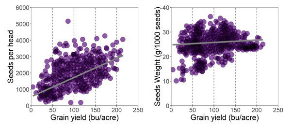 A comparison of seeds and grainDescription automatically generated with medium confidence