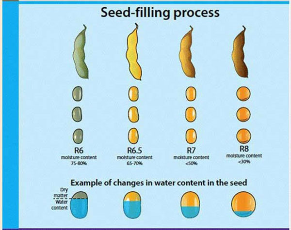 A diagram of seed filling processDescription automatically generated