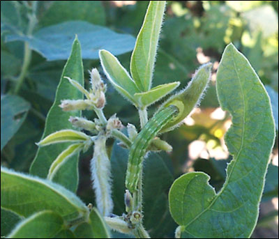 A green caterpillar on a plantDescription automatically generated