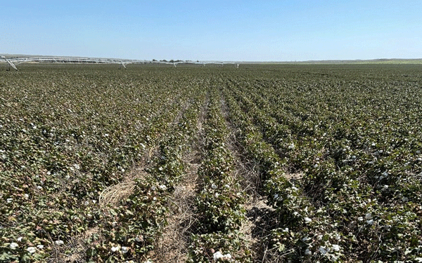A field of plants with blue skyAI-generated content may be incorrect.