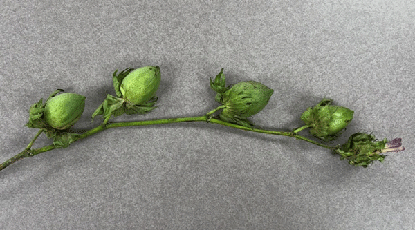 A green plant with buds on a stemAI-generated content may be incorrect.