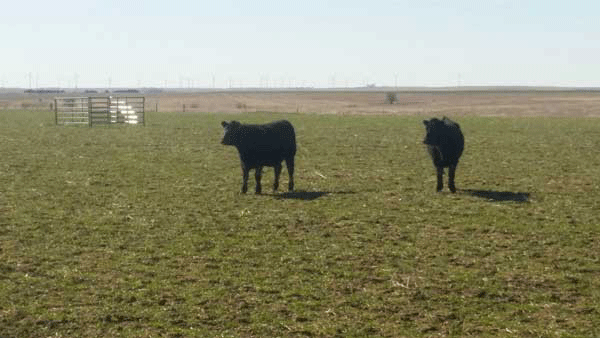 A group of cows in a fieldAI-generated content may be incorrect.