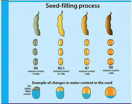 A diagram of seed filling processAI-generated content may be incorrect.