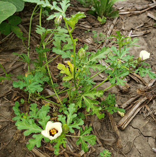 A plant with white flowers and green leavesAI-generated content may be incorrect.