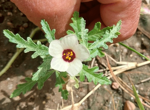 A person holding a white flowerAI-generated content may be incorrect.