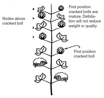 A diagram of a plant with textDescription automatically generated