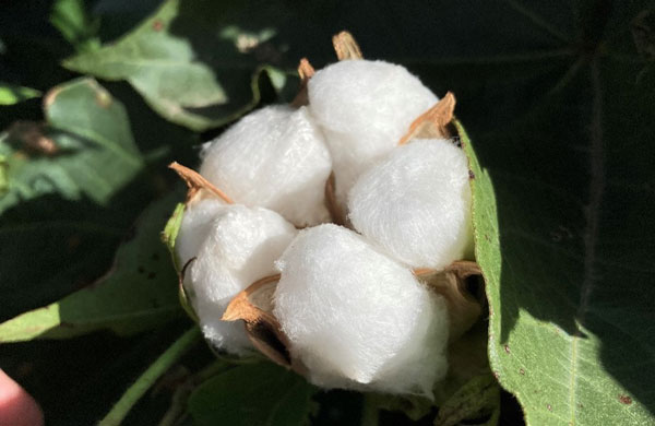 A cotton plant with leavesDescription automatically generated