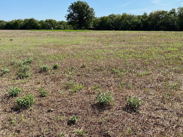 Kansas Wildflowers and Grasses - Smooth brome