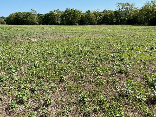 Brome identification - Not all brome is the same. - Crop