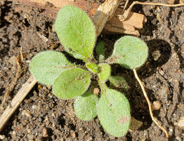 A green plant growing in the dirtAI-generated content may be incorrect.
