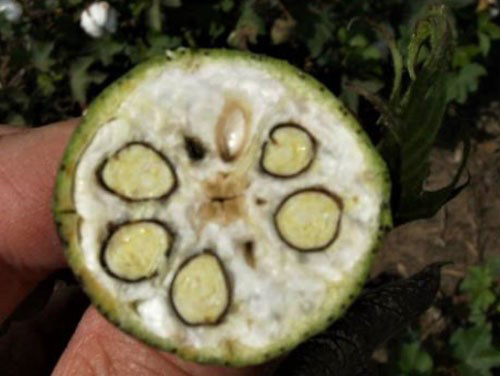 A close-up of a fruitAI-generated content may be incorrect.