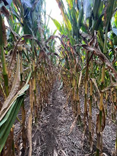 A corn field with green stalksAI-generated content may be incorrect.