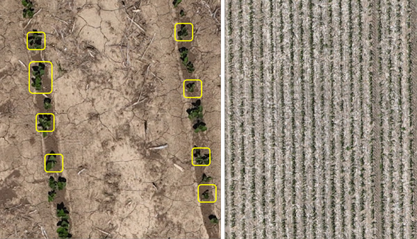 A crop field with rows of plantsAI-generated content may be incorrect.